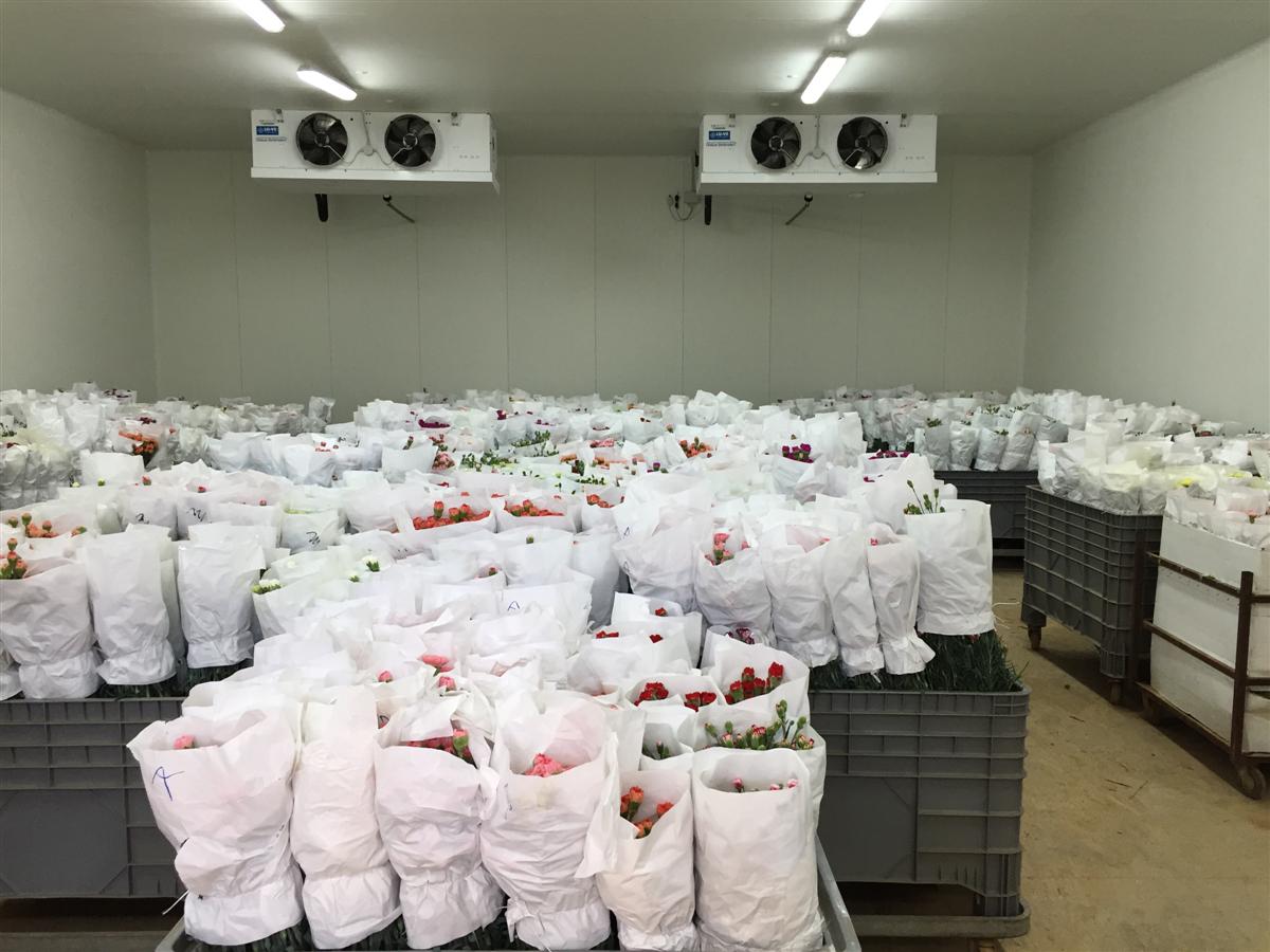 Cella di conservazione 07